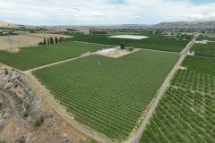 Acord Orchard Asset