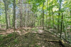 5 acres Timberland in Canisteo NY Travis Hill Road