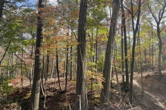 17 acres Woodlands with Trails and Stream in Dansville NY E. View Road in the Finger Lakes Region
