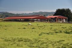 600 +/- Acre Organic Dairy - Myrtle Point, Oregon