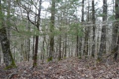 5+ Ac w/ Mtn Views In A Private Secluded Country Location / Lot 5