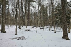 16 acres Hunting Land and Recreational Land in Candor NY bordering Danby State Forest